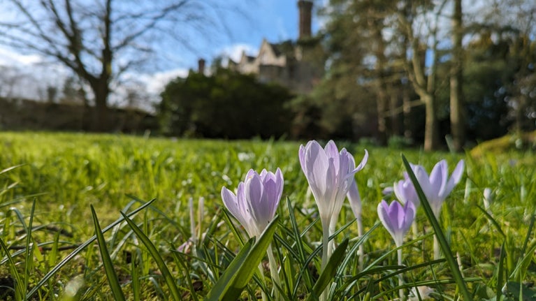 Crocuses at Benthall